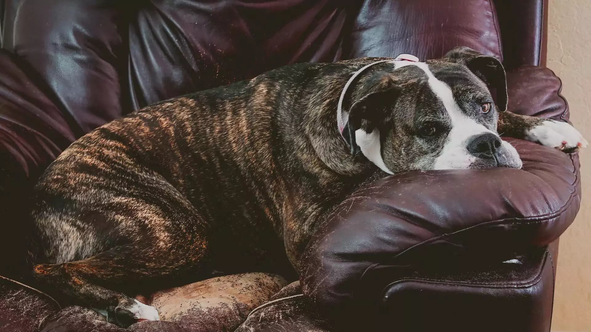 Understanding Procrastination Striving Space